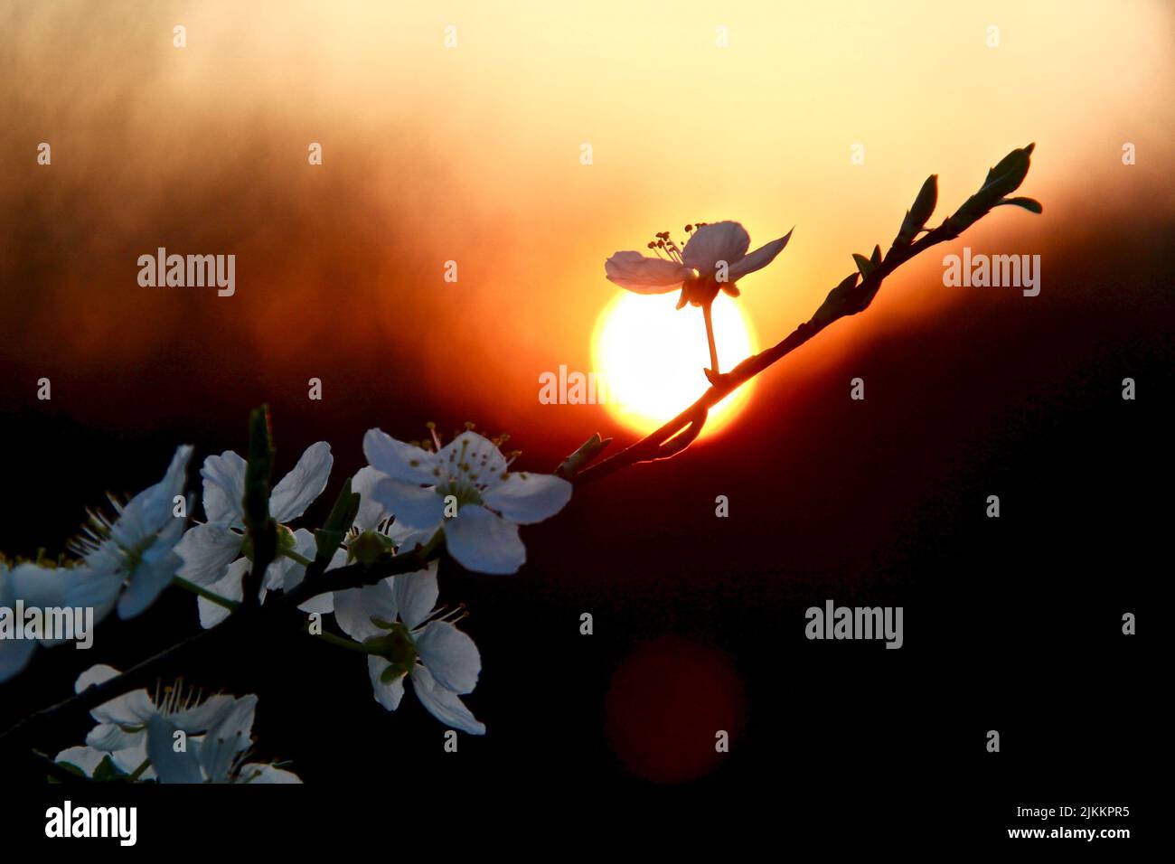 Eine Nahaufnahme eines Zweiges mit Kirschblüten und dem Sonnenuntergangshimmel im Hintergrund Stockfoto