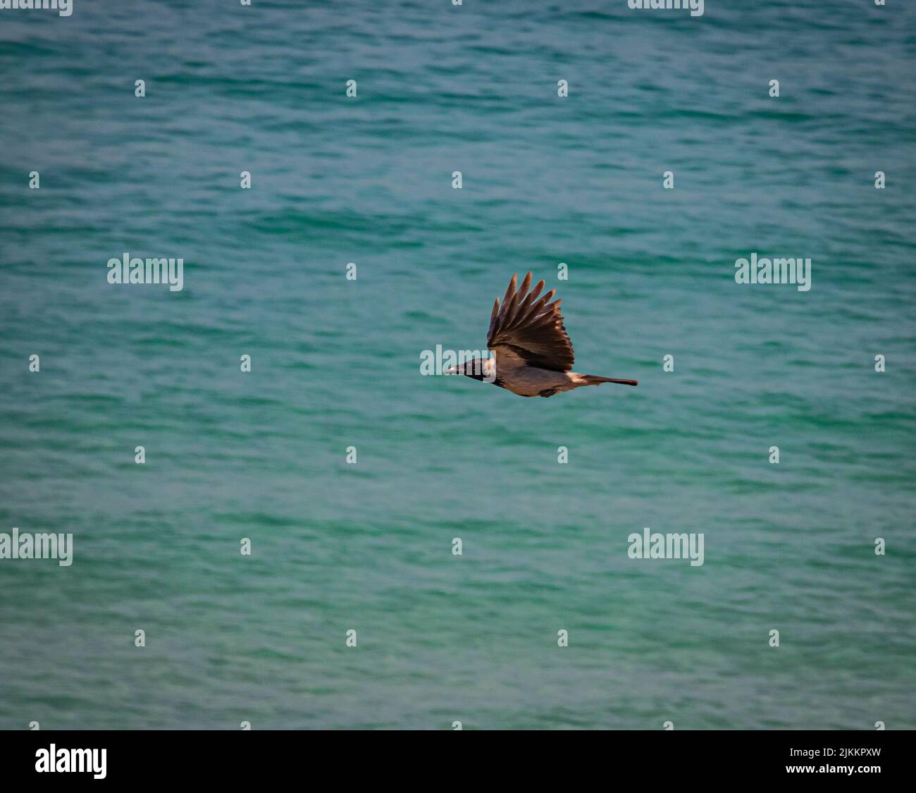 Ein Rabe, der über ein grün blaues Meer fliegt Stockfoto