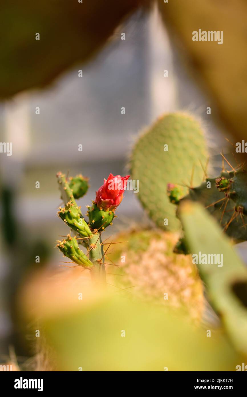 Eine Nahaufnahme eines Kaktus in einem Park Stockfoto