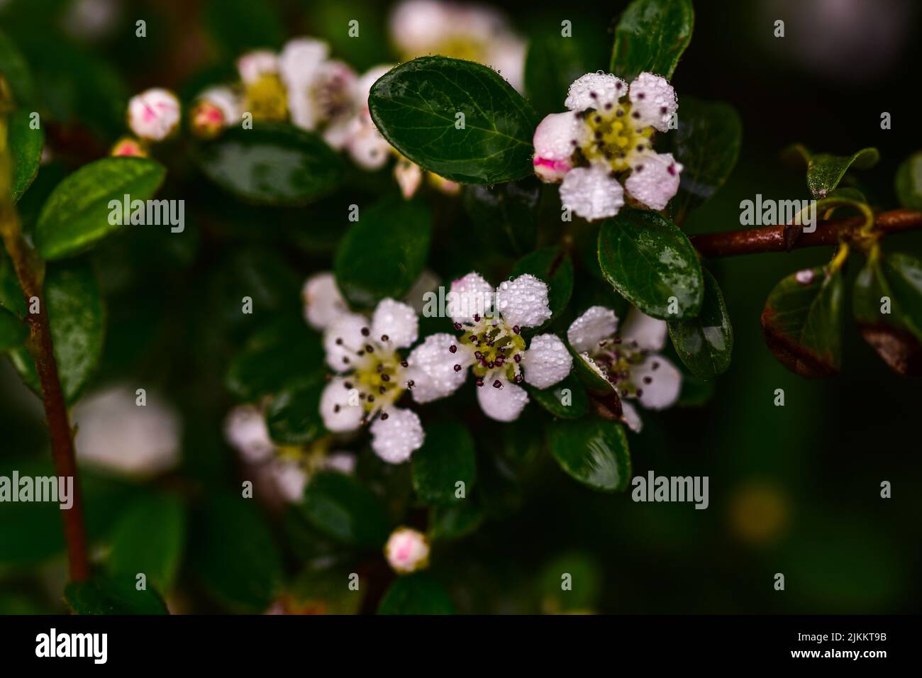 Eine Nahaufnahme eines Cotoneaster Dammeri in einem Park Stockfoto