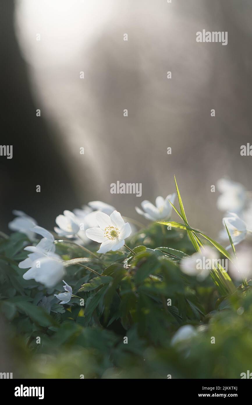 Eine Nahaufnahme von Anemonblüten aus Holz, die an einem sonnigen Tag mit verschwommenem Hintergrund im Garten blühen Stockfoto