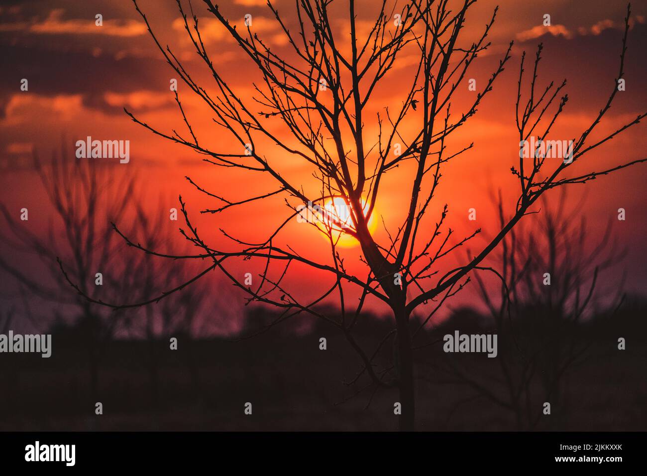 Eine Silhouette eines Baumes mit kriechenden Ästen auf einem verschwommenen Hintergrund des Sonnenuntergangs Stockfoto