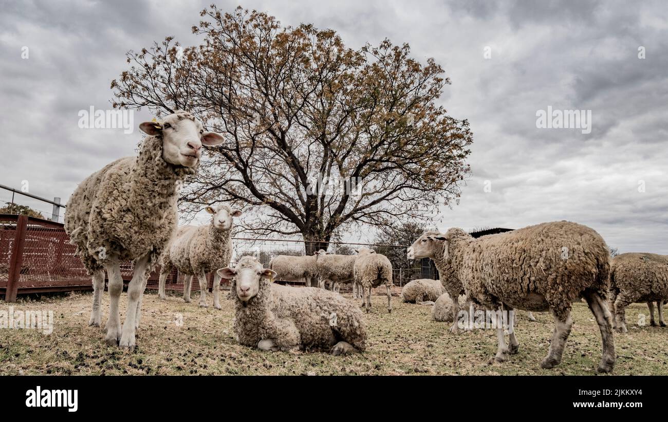 Eine Reihe von weißen Schafen auf der Ranch in einer ländlichen Gegend in bewölktem Himmel Hintergrund Stockfoto