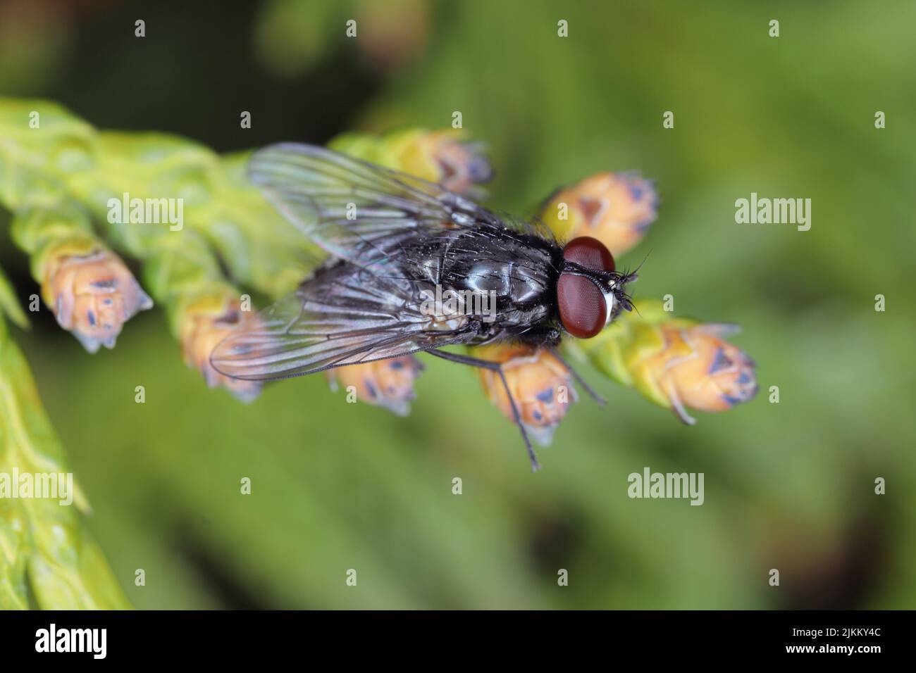 Eine Fliege, die auf einer grünen Pflanze sitzt. Stockfoto