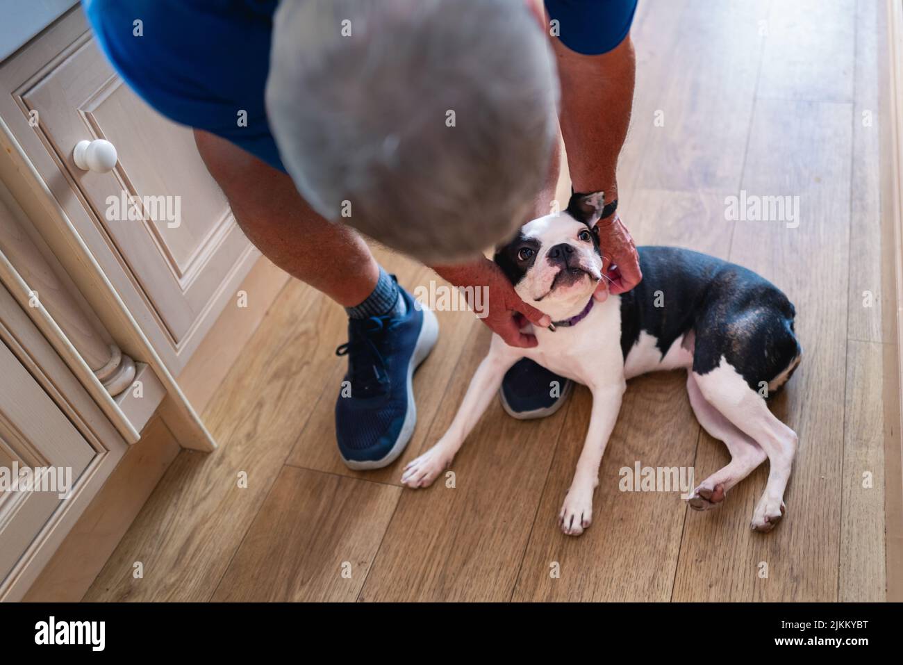 Der Hund von Boston Terrier wird von einem Mann angespannt, der sich zu dem Hund beugt, der zu seinen Füßen auf einem Holzboden steht. Der Hund schaut auf den Mann. Stockfoto