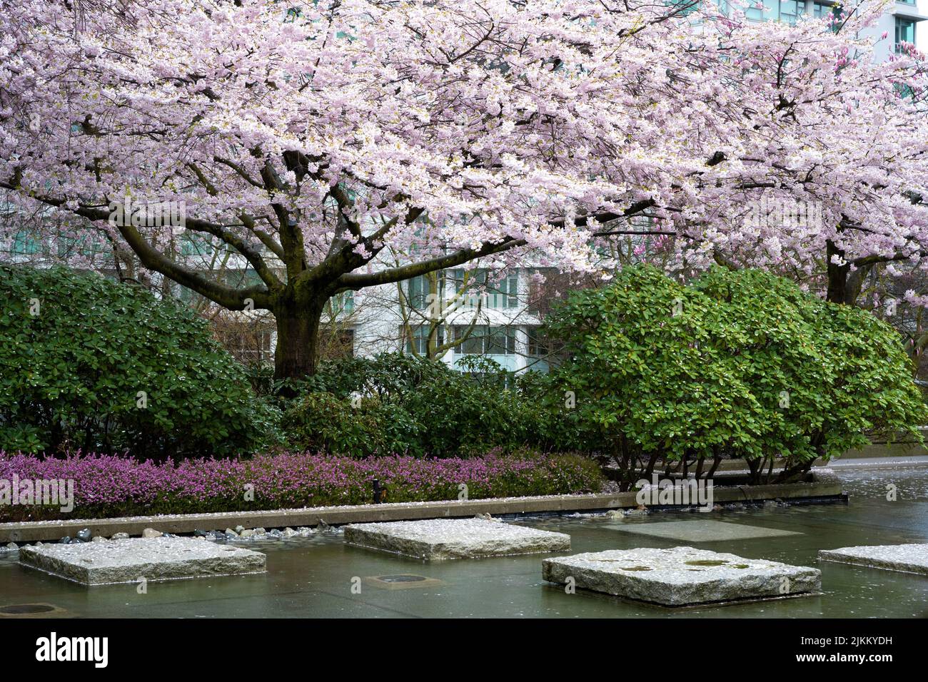 Kirschblüten im Frühling, Downtown Vancouver, BC Kanada Stockfoto