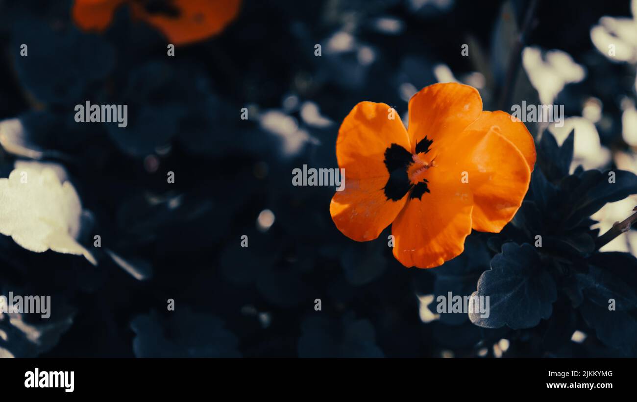 Eine Nahaufnahme einer schönen orangefarbenen Blume, die auf einem Feld blüht Stockfoto