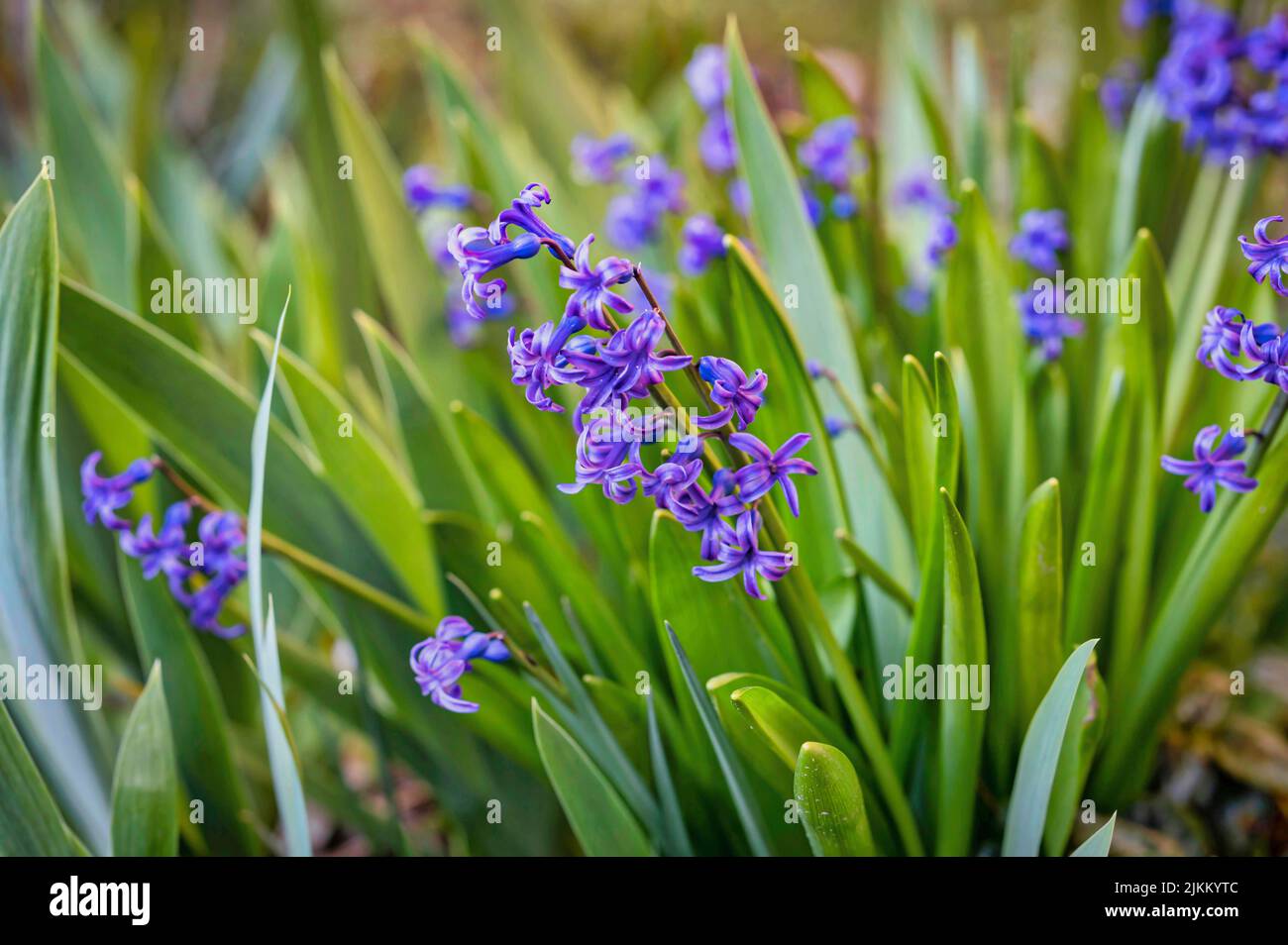 Ein großes Blumenbeet mit blauen Hyazinthen, Frühlingsblumen, schönem Frühlingsblumenhintergrund Stockfoto