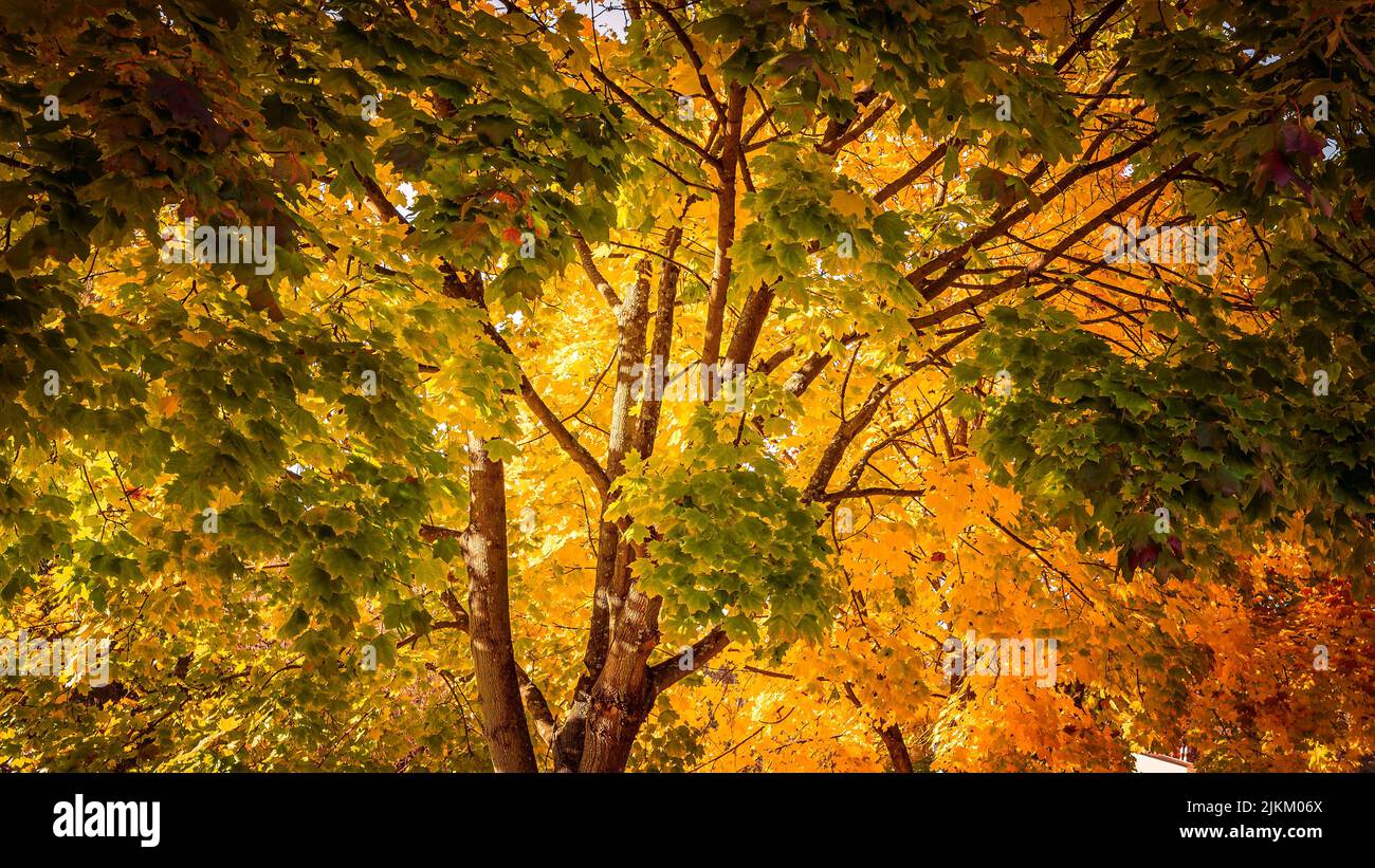 Ein Wald in schönen Herbstfarben Stockfoto