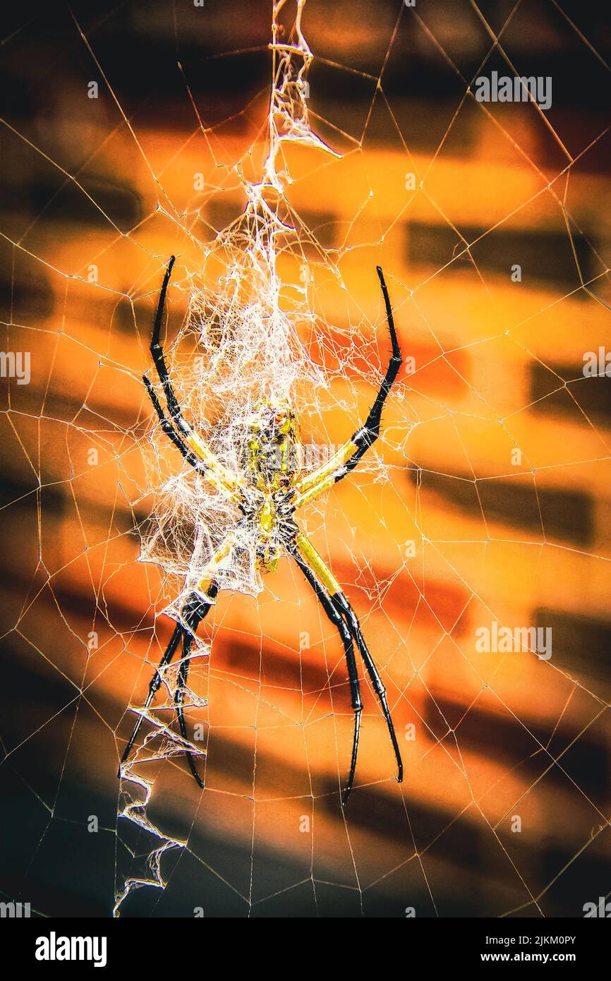 Argiope aurantia oder gewöhnliche Gartenspinne oder Zickzack-Spinne auf dem Netz vor der Ziegelwand - Nahaufnahme. Stockfoto