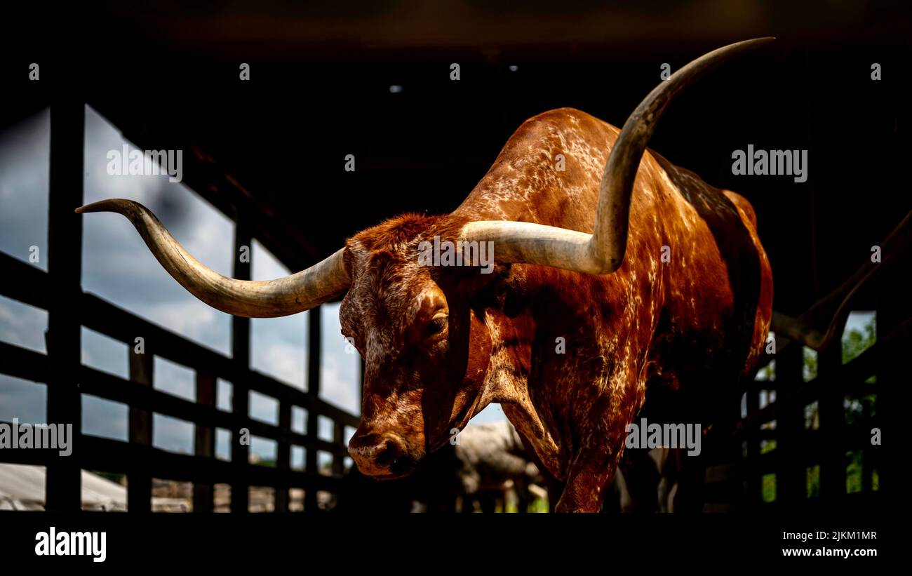 Eine Nahaufnahme des Texas Longhorn-Viehs in seinem Käfig Stockfoto