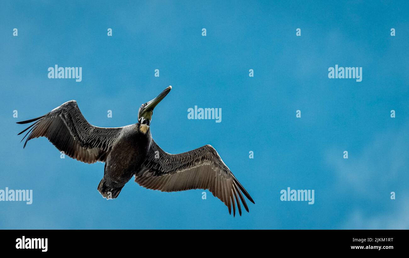 Eine Low-Angle-Aufnahme eines Pelikans, isoliert auf einem Hintergrund mit blauem Himmel und Platz für Text Stockfoto
