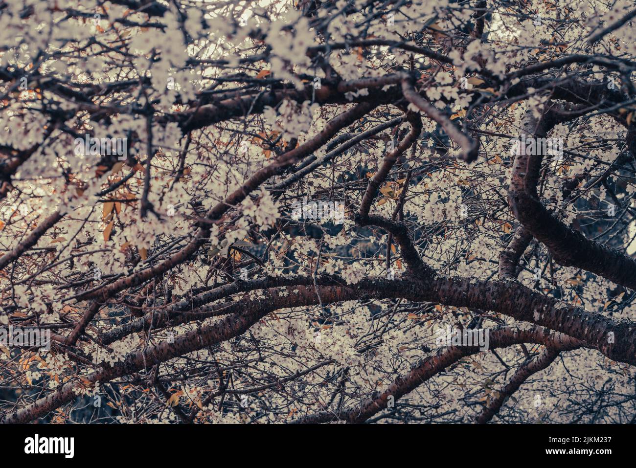 Ein kleiner Schuss wunderschöner Kirschblüten im frühen Frühjahr Stockfoto