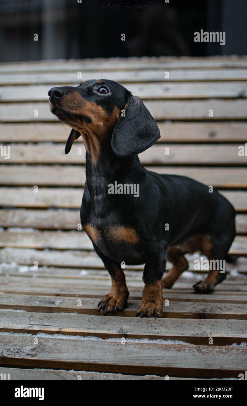 Eine vertikale Nahaufnahme von Dachshund auf der Bank. Ausgewählter Fokus. Stockfoto