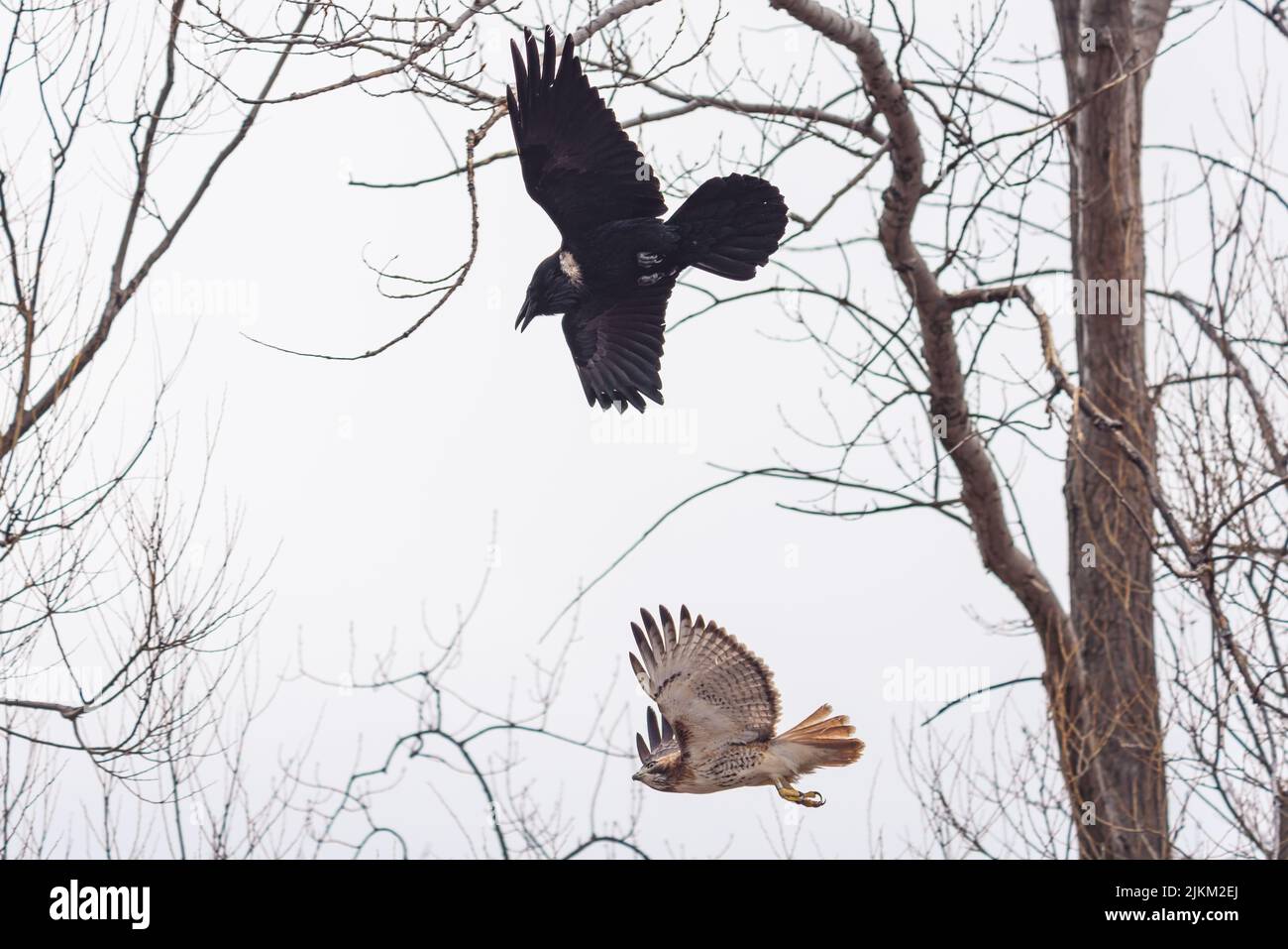 Eine fliegende Krähe und ein Bussardler in einem Wald in Toronto, Kanada Stockfoto