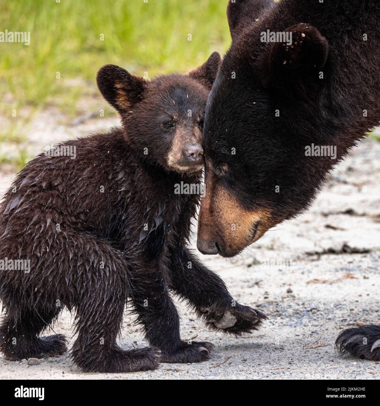 Nahaufnahme des Bären und der Mutter Stockfoto