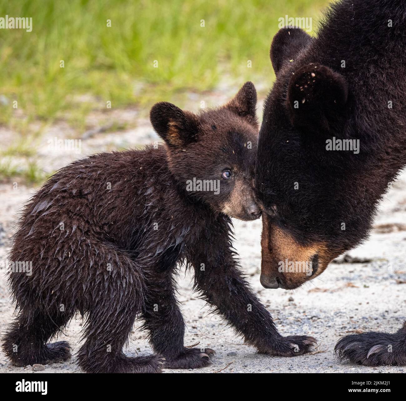 Eine Nahaufnahme von Mutter und Babybären Stockfoto