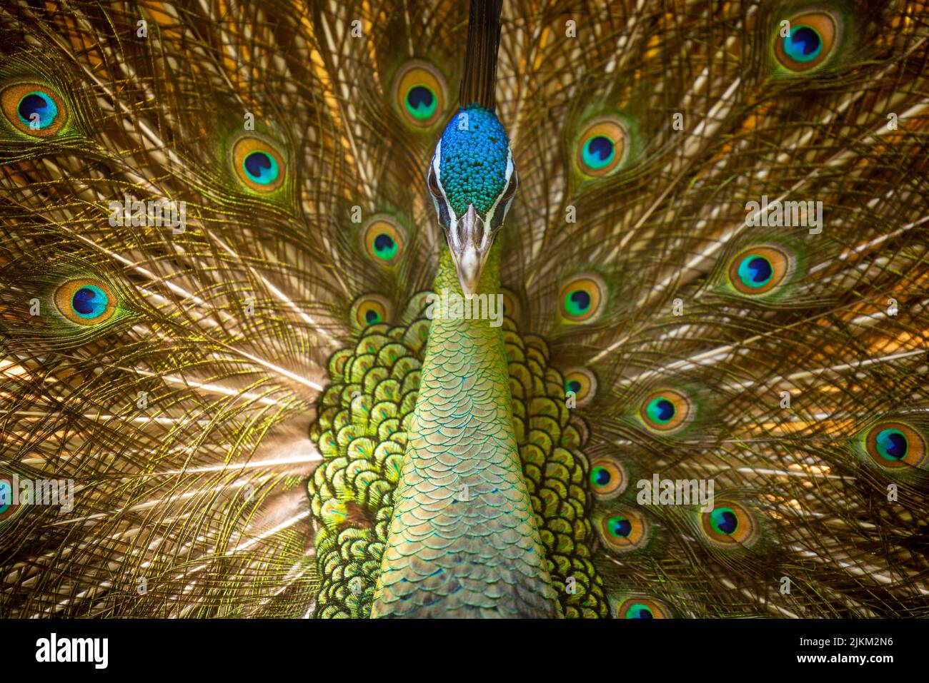 Eine Nahaufnahme eines Pfaus Stockfoto