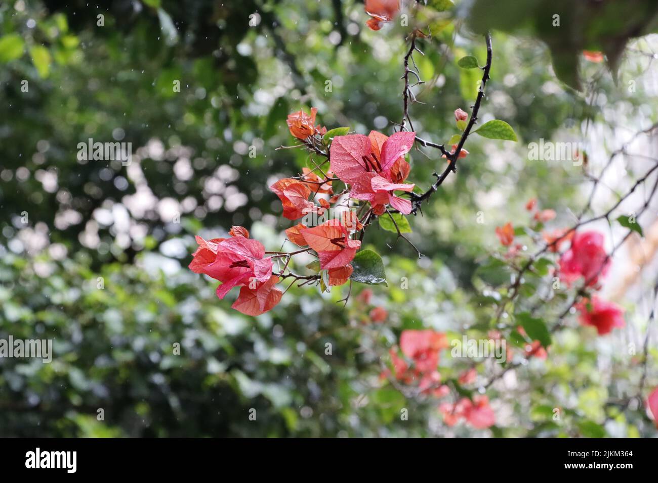 Eine Nahaufnahme von schönen rosa Bougainvillea glabra Blumen in einem Garten Stockfoto