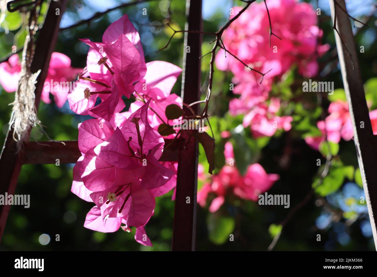 Eine Nahaufnahme von schönen rosa Bougainvillea glabra Blumen in einem Garten Stockfoto