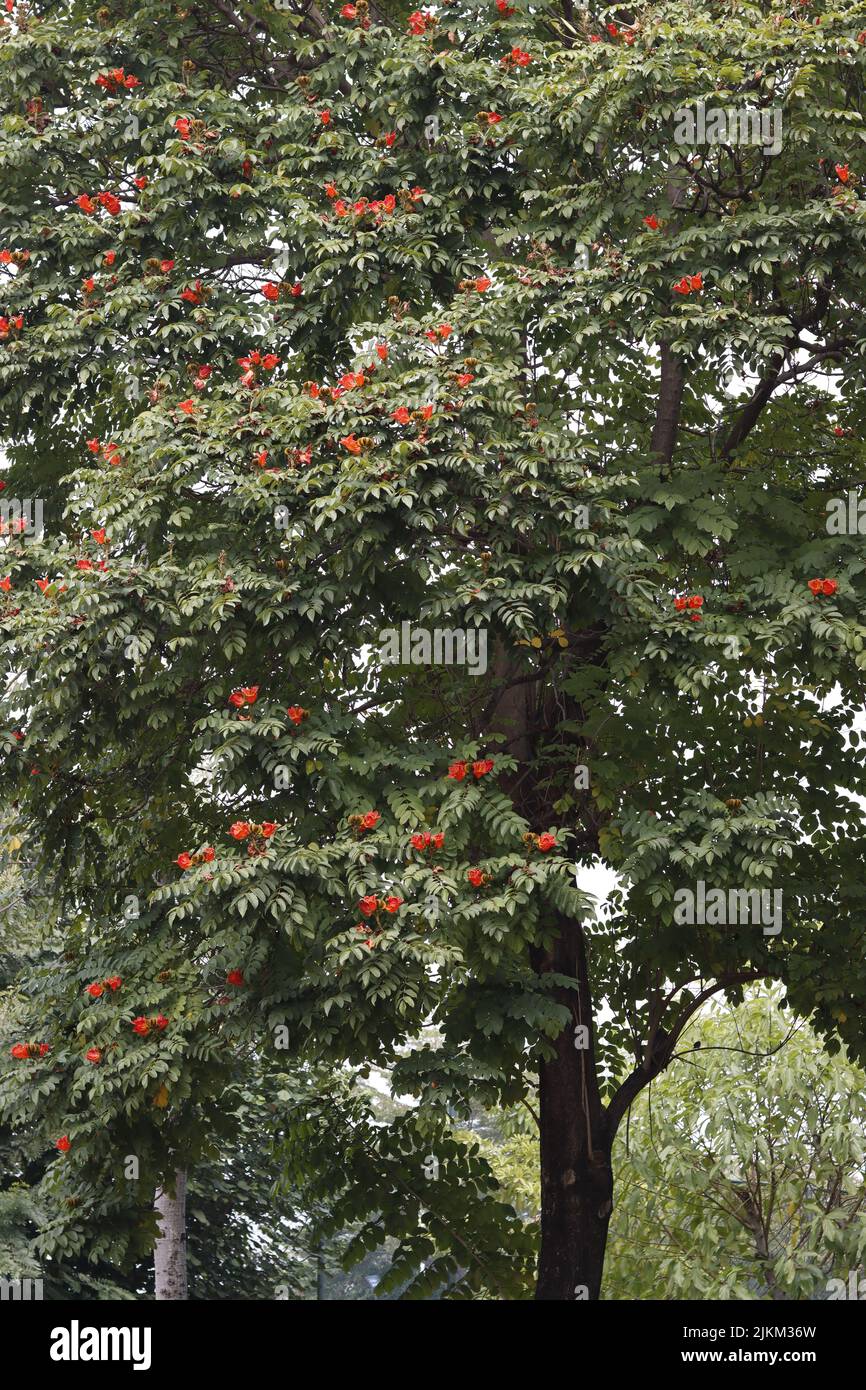Eine vertikale Aufnahme eines afrikanischen Tulpenbaums mit schönen roten Blüten Stockfoto