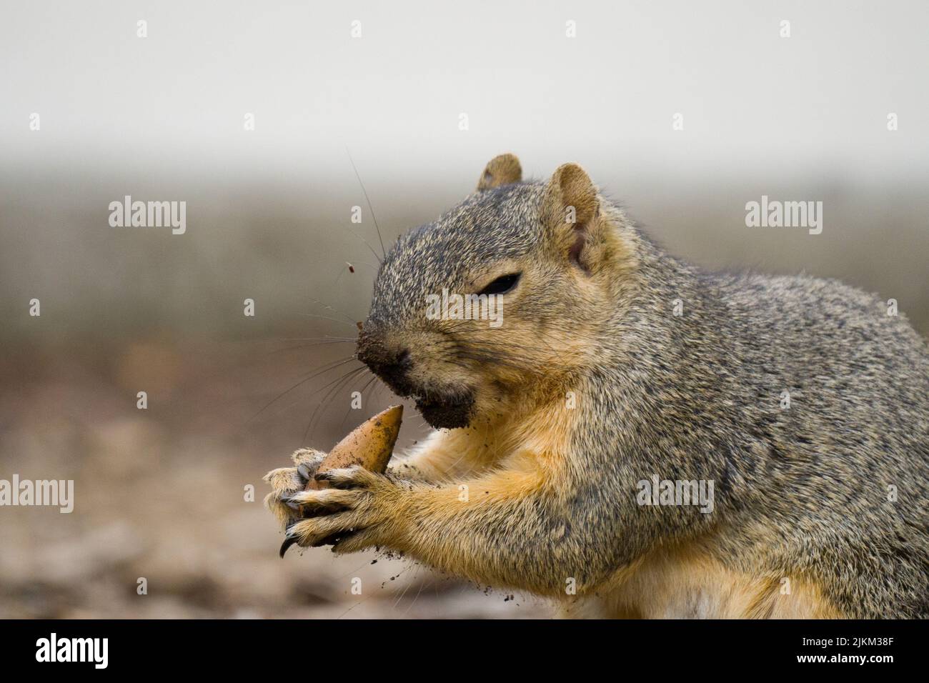 Nahaufnahme eines Eichhörnchens Stockfoto
