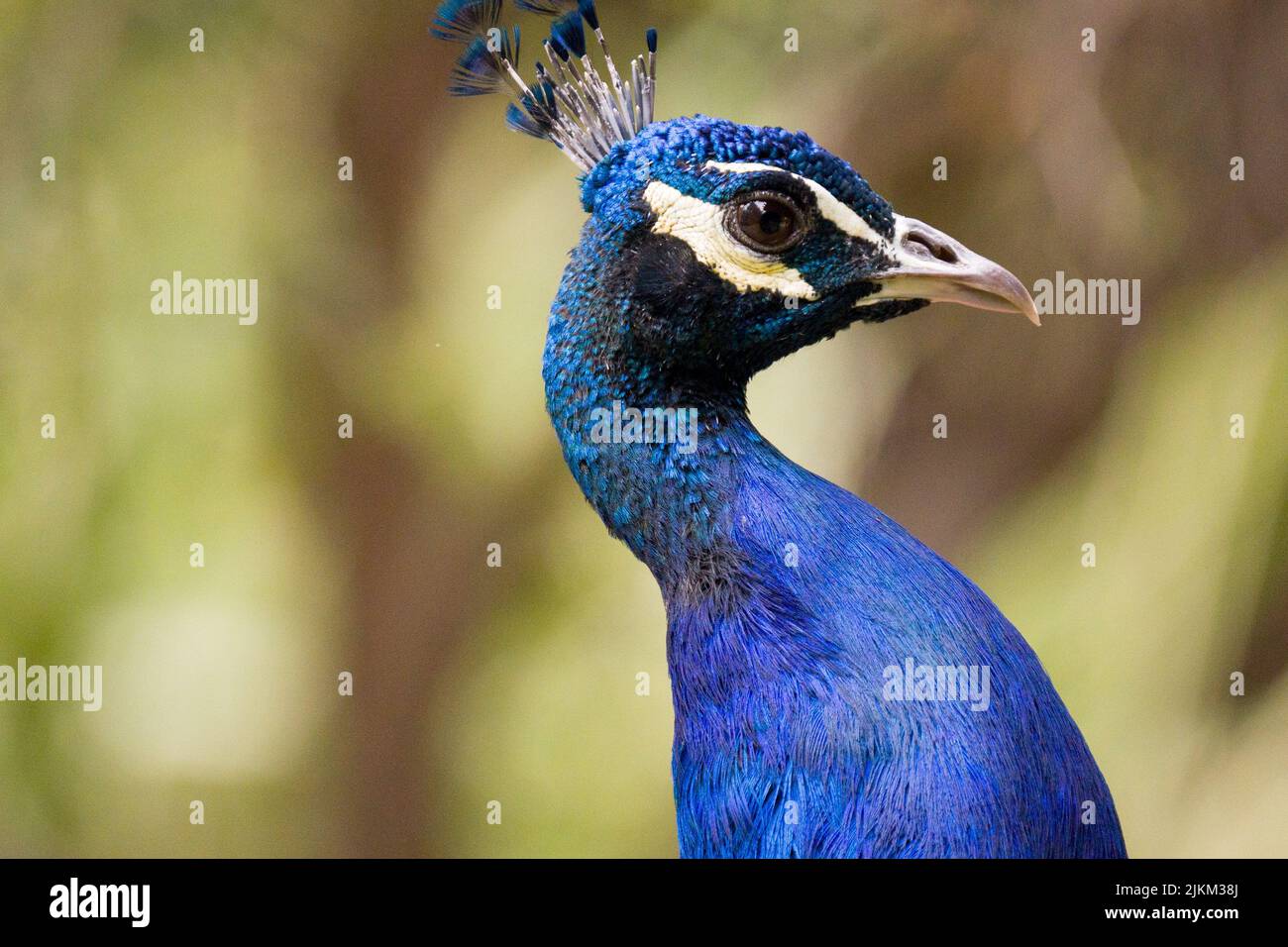Eine Nahaufnahme eines Pfaus Stockfoto