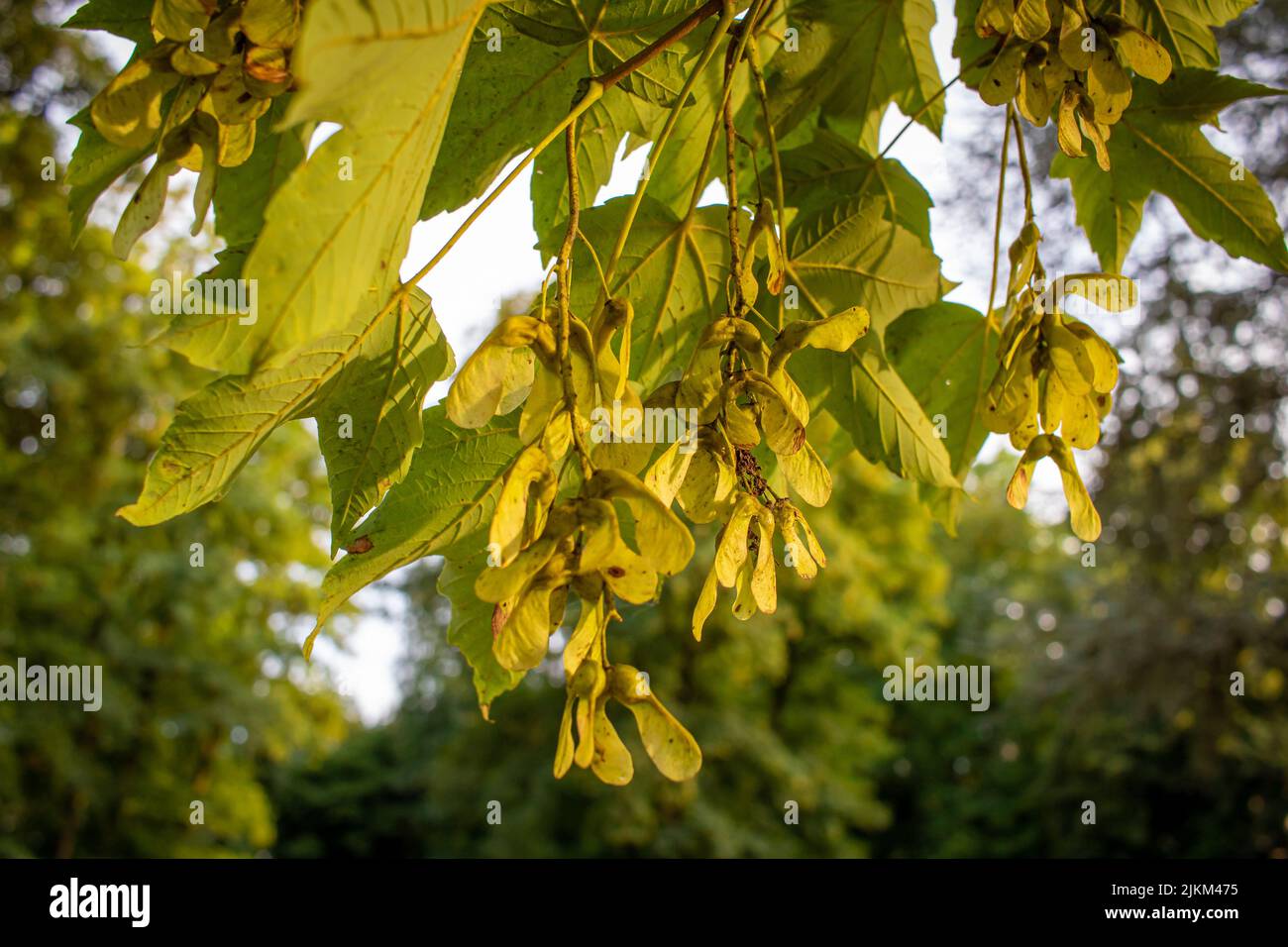 Früchte des Norwegenahorns (Acer platanoides) in einem Park im Spätsommer im Abendlicht Stockfoto