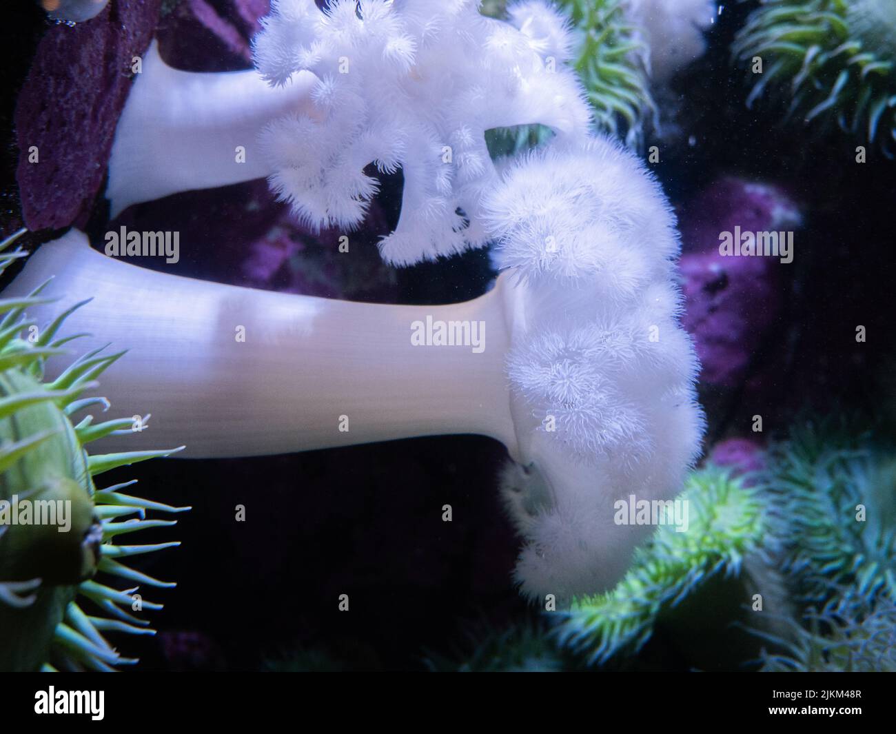 Eine Nahaufnahme einer Seeanemone unter dem Wasser. Stockfoto