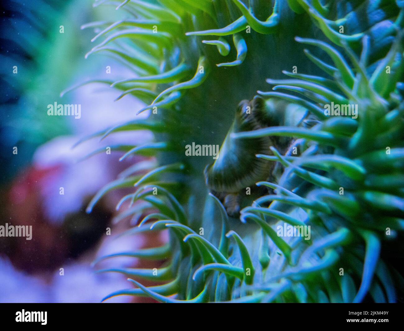Eine Nahaufnahme einer Seeanemone unter Wasser. Stockfoto