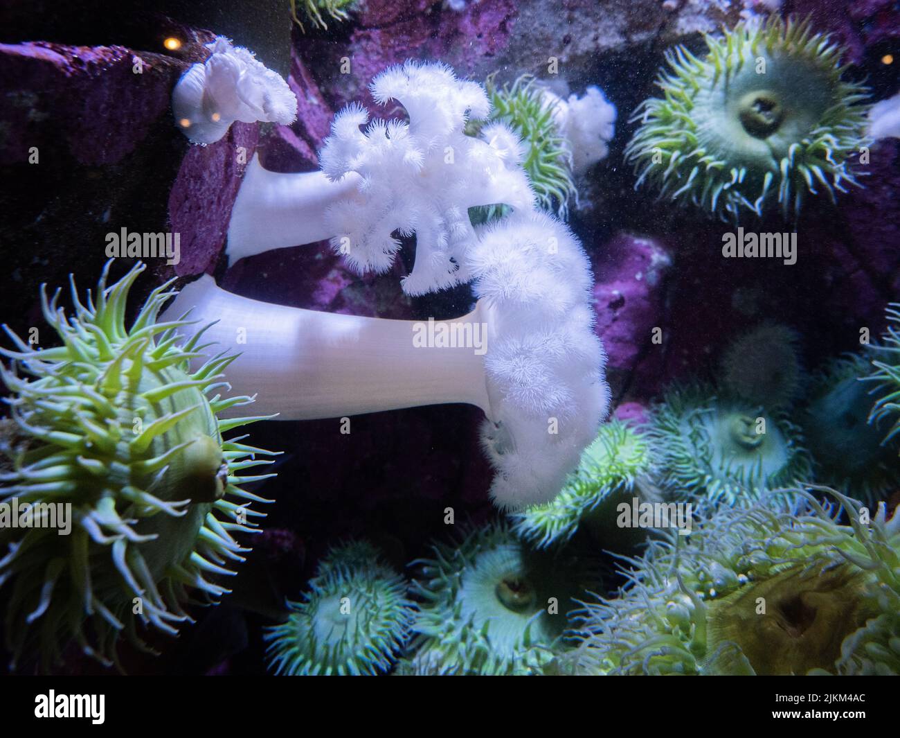 Eine Nahaufnahme einer Seeanemone unter dem Wasser. Stockfoto