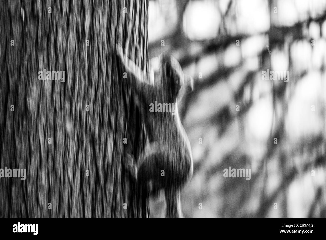 Eine Graustufenaufnahme eines Eichhörnchens, das einen Baum klettert. Stockfoto