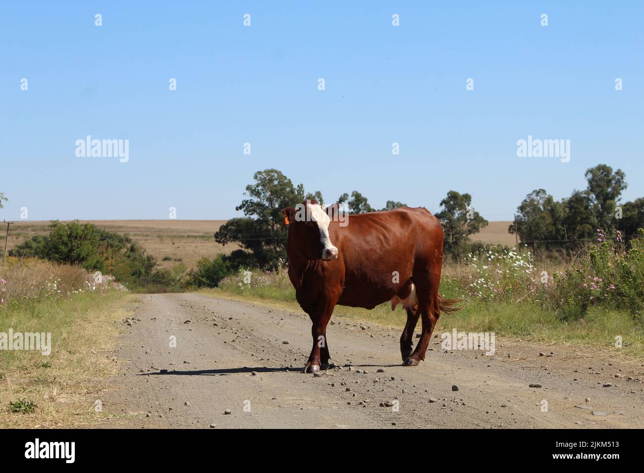 Eine einsame braune Kuh, die mitten auf einer Landstraße auf dem Feld steht Stockfoto