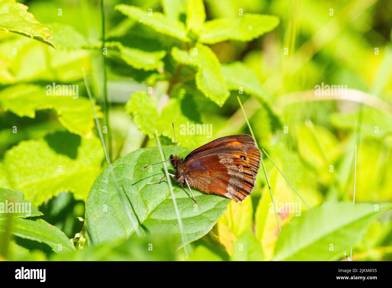 Schottischer Argus-Schmetterling Erebia aethiops im Cumbria-Naturschutzgebiet von Arnside Knoten, einer von nur zwei Standorten in England Stockfoto