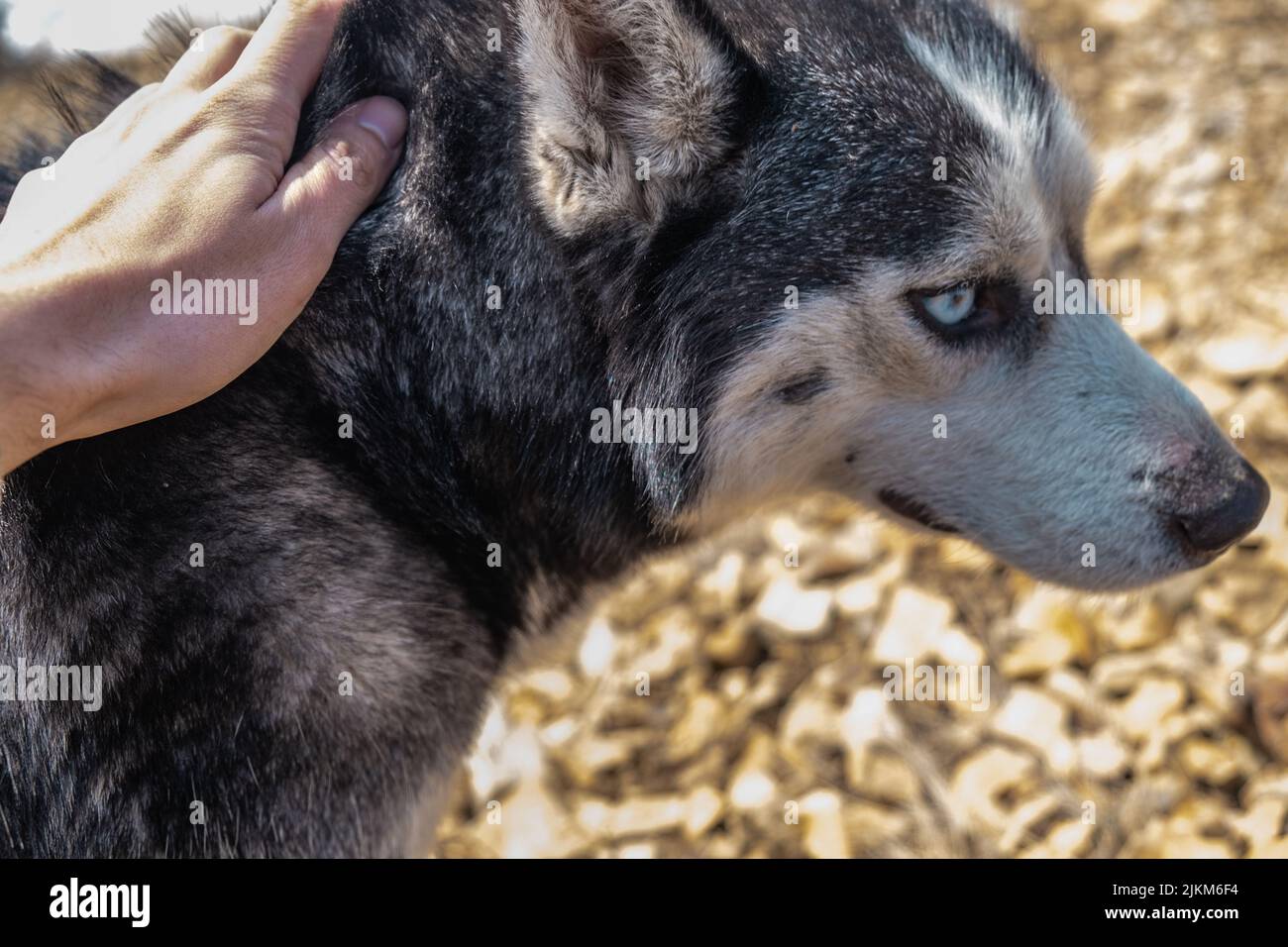 Eine Nahaufnahme der Hand einer Person, die einen süßen Husky streichelt Stockfoto