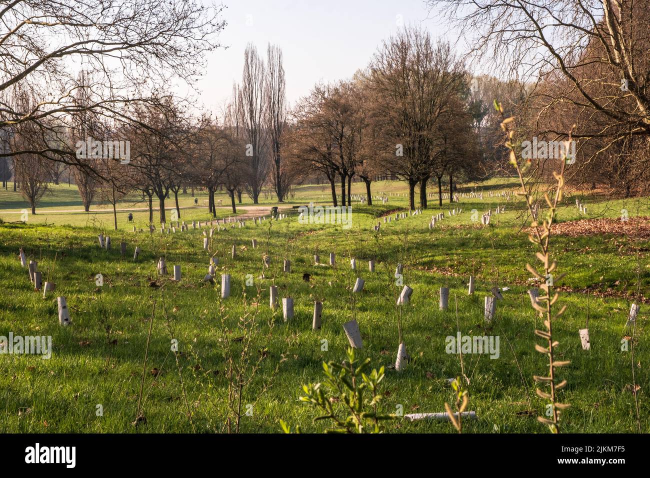 Plantage von neu gepflanzten Bäumen, unterstützt von Holzpfählen und Kunststoffrohren in einem Stadtwald in Turin, Italien Stockfoto