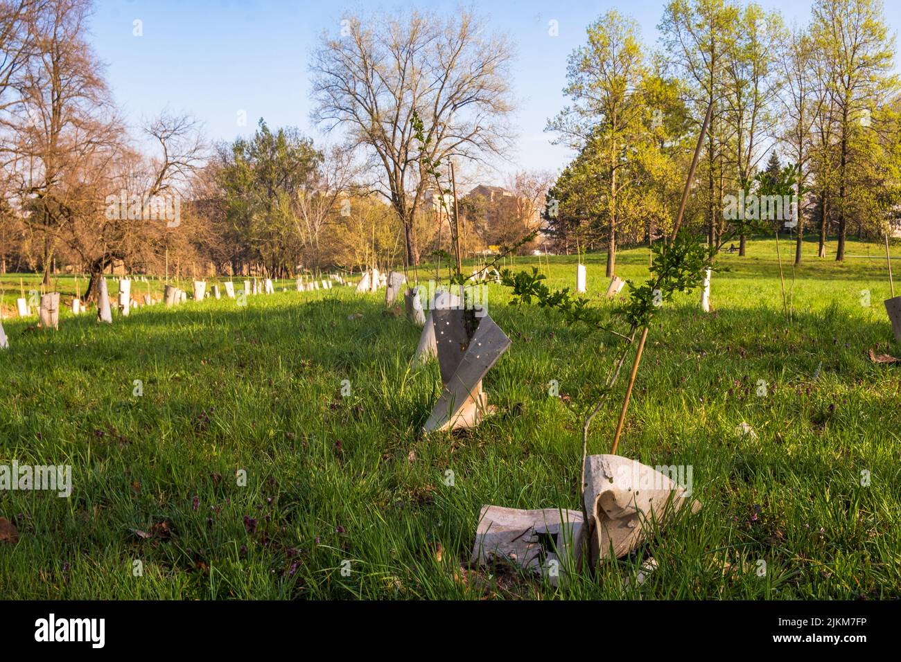 Plantage von neu gepflanzten Bäumen, unterstützt von Holzpfählen und Kunststoffrohren in einem städtischen Wald in Turin, Italien Stockfoto