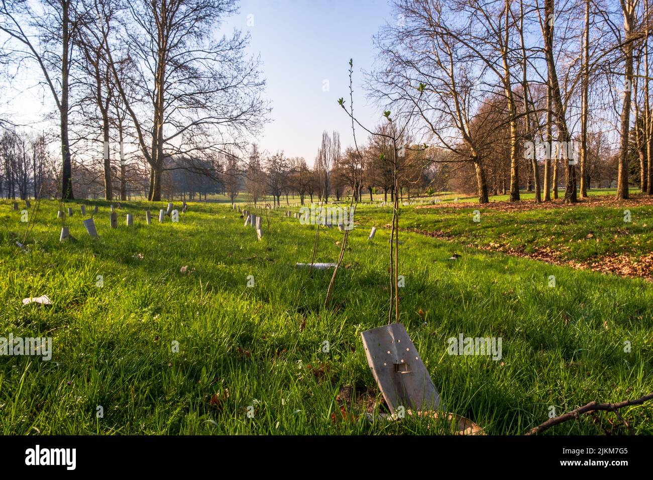 Plantage von neu gepflanzten Bäumen, unterstützt von Holzpfählen und Kunststoffrohren in einem Stadtwald in Turin, Italien Stockfoto