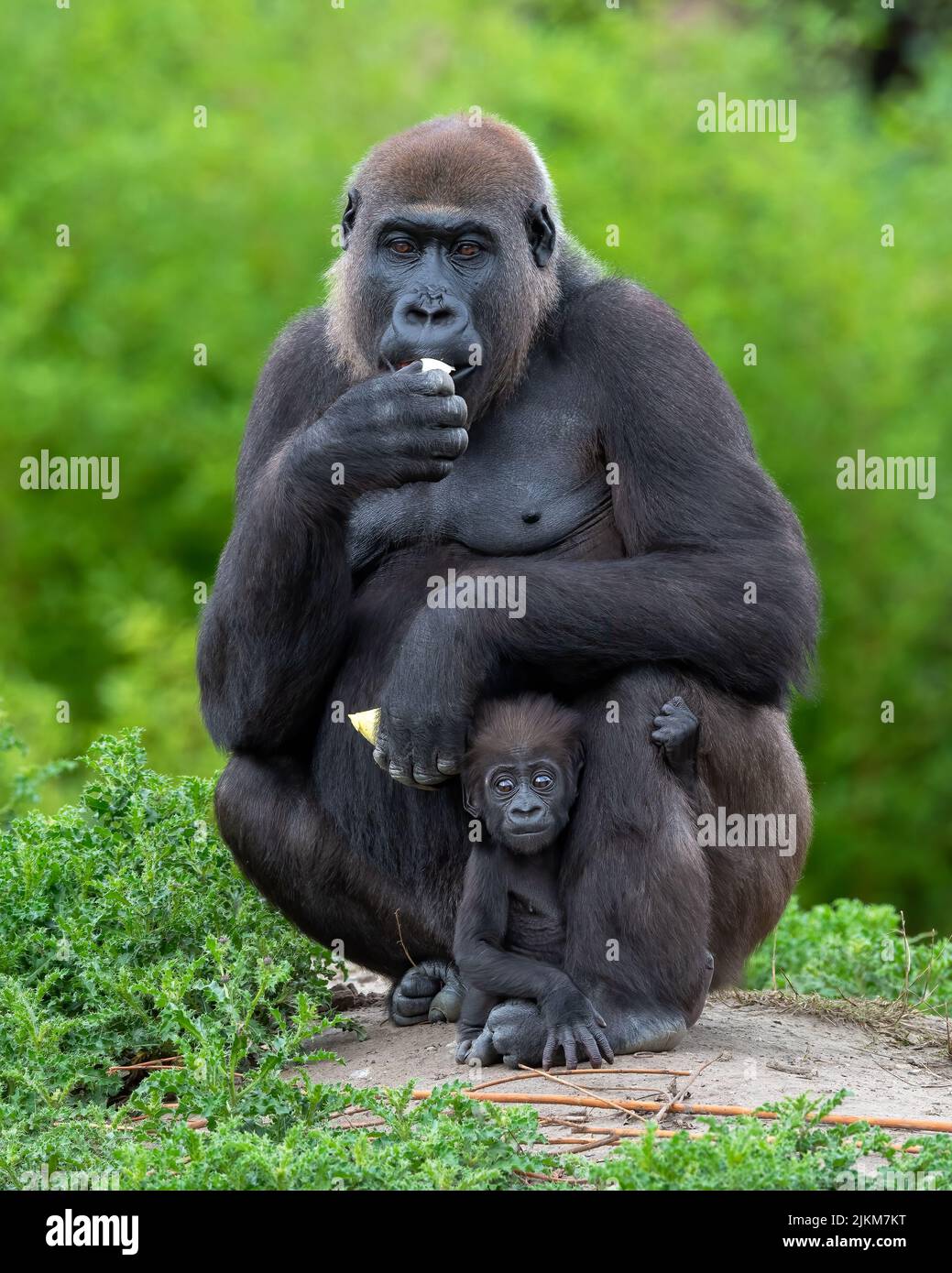 Eine vertikale Aufnahme eines Gorilla, der Banane frisst und das Baby in seinen Beinen versteckt Stockfoto