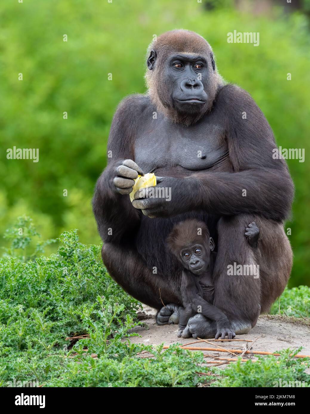 Eine vertikale Aufnahme eines Gorilla und des Babys versteckte sich in seinen Beinen Stockfoto