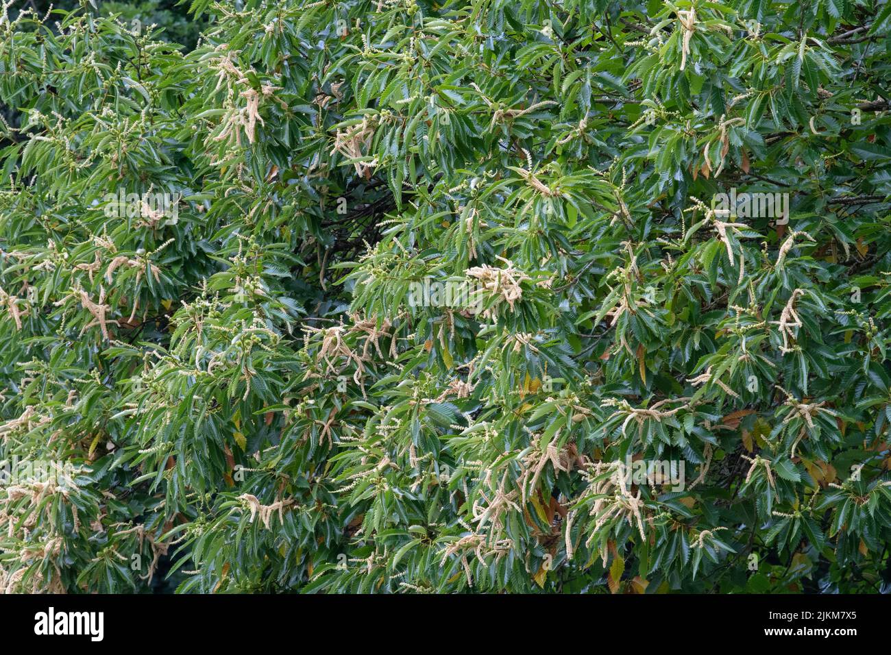 Süßer Kastanienbaum in Blüte - uk Stockfoto