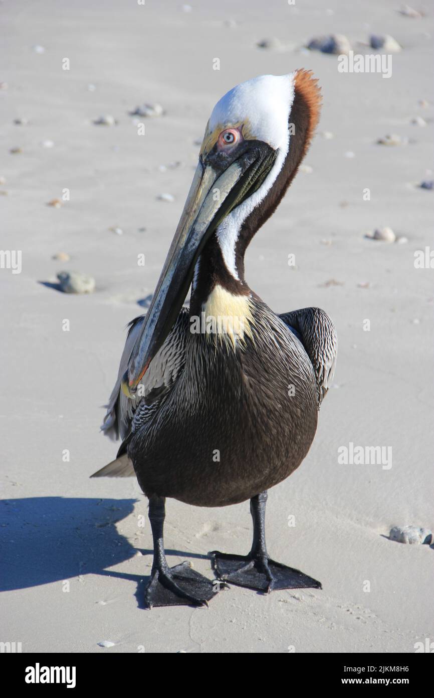 Eine vertikale Aufnahme eines schönen großen Pelikans, der an einem Sandstrand läuft Stockfoto