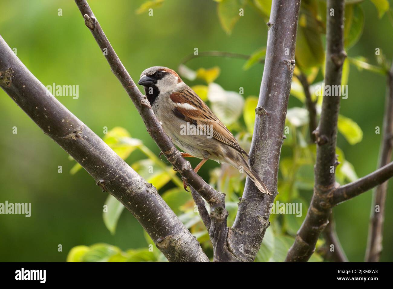 Ein schöner kleiner Vogel, der auf dem Ast eines Baumes mit unscharfem Hintergrund steht Stockfoto