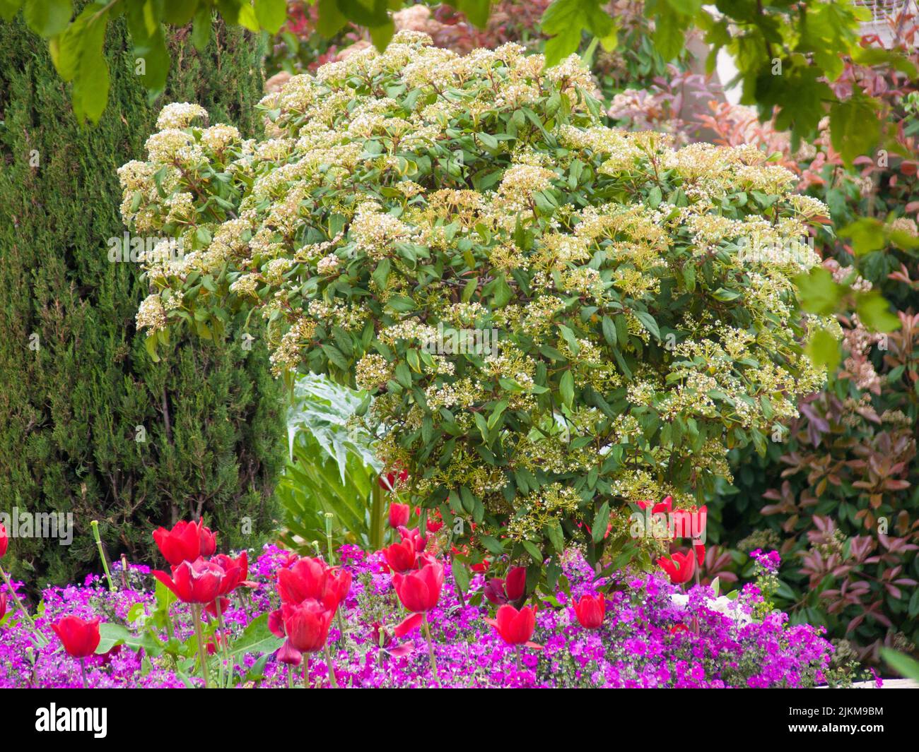 Eine schöne Aussicht auf bunte Blumen im Parc Phoenix, Nizza, Französische Riviera, Alpes-Maritimes, Frankreich Stockfoto