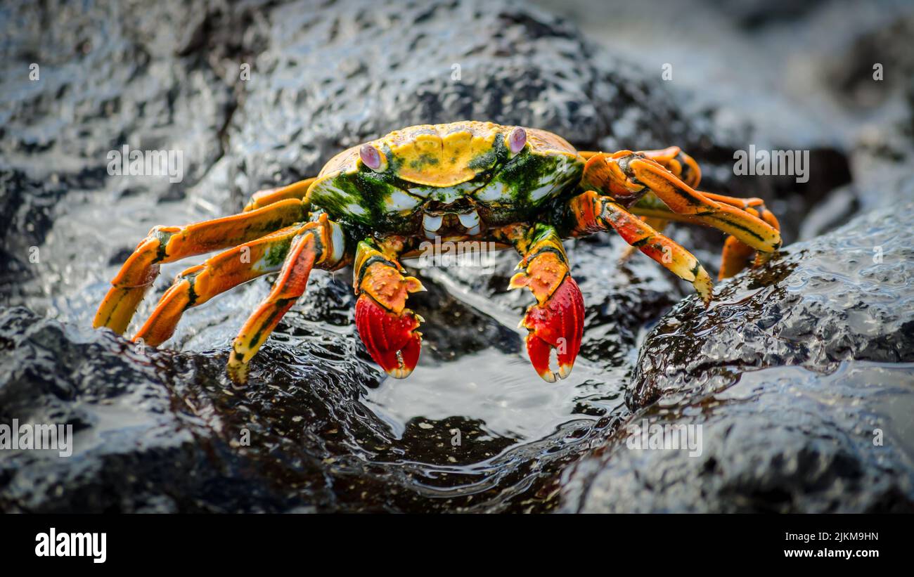 Eine Nahaufnahme der schönen roten und gelben Krabbe auf den nassen Steinen Stockfoto