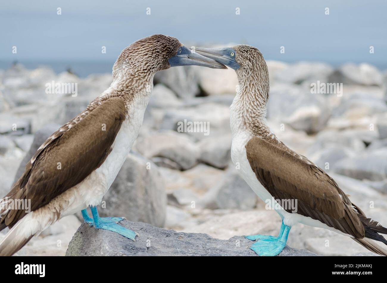 Eine Galapagos Inseln Blue Footed Taufboobies tanzt Stockfoto