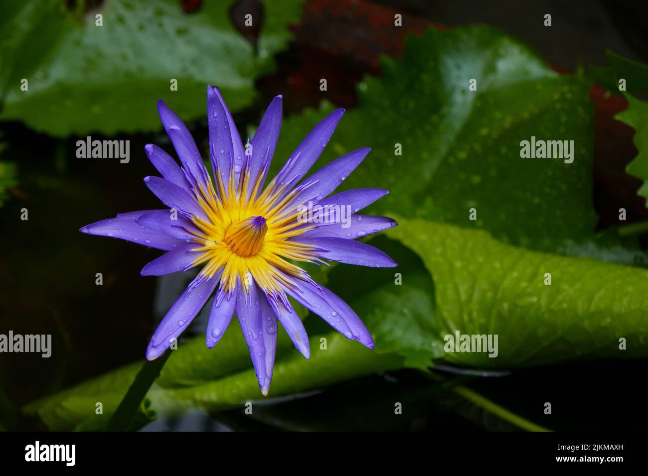 Nahaufnahme eines violetten Lotus auf dem verschwommenen Hintergrund Stockfoto