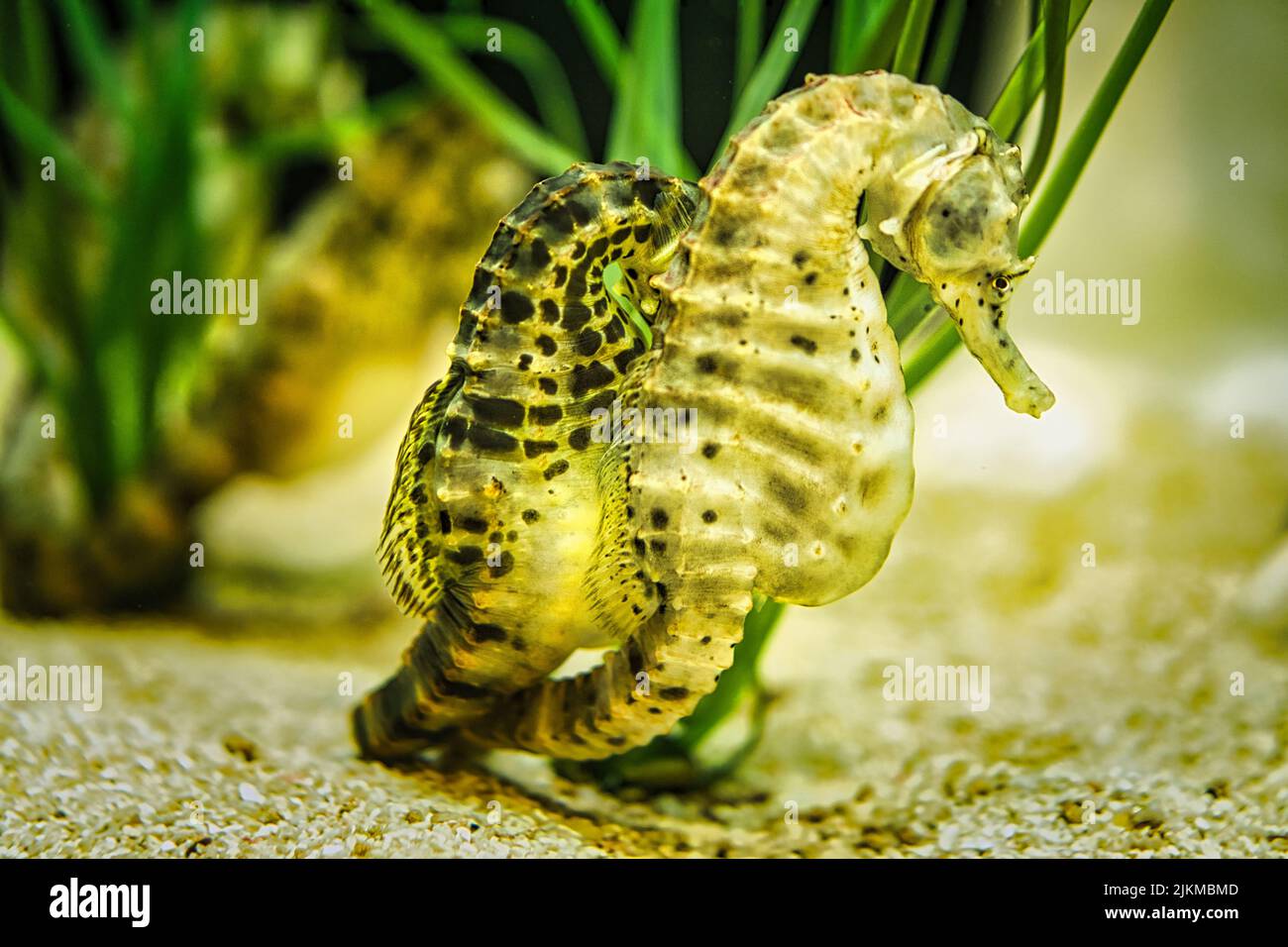 seepferd Paar im Seegras. Interessant zu beobachten. Detailliert und schön. Stockfoto