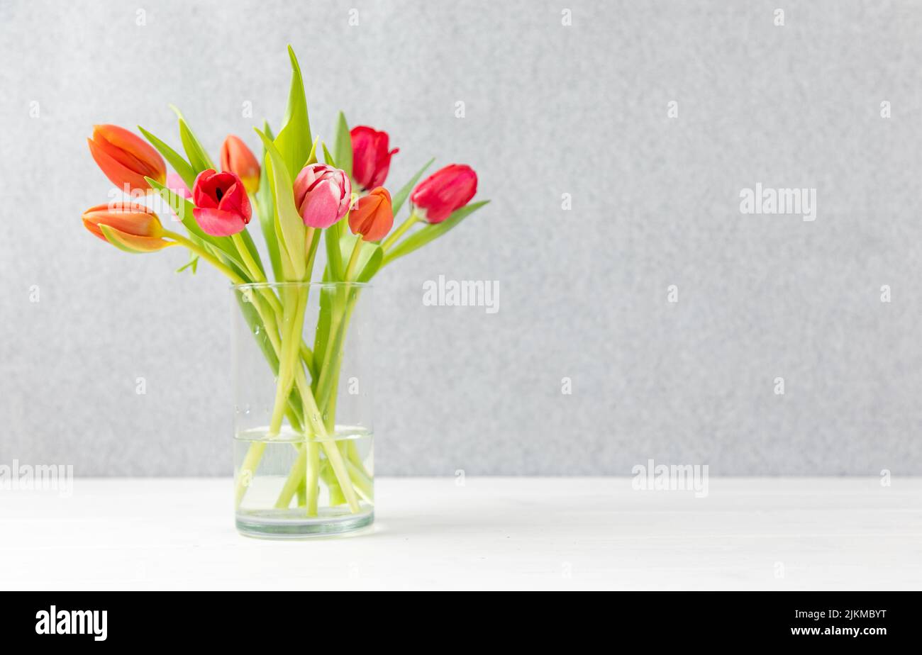 Bunte Tulpen in einer Vase mit grauem Hintergrund und Kopierraum Stockfoto