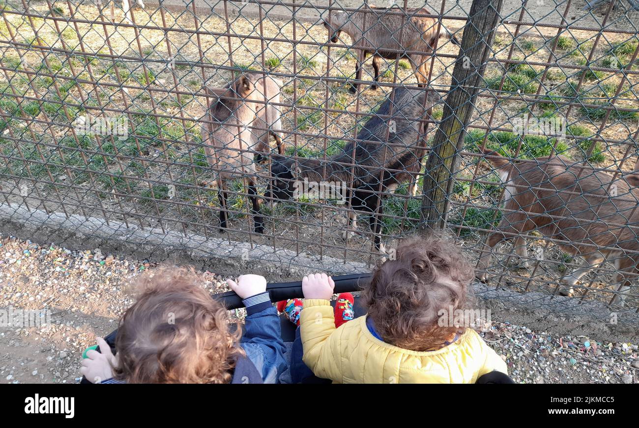 Eine Rückansicht von Kindern, die Ziegen in einem Bauernhaus betrachten Stockfoto